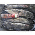 Frozen North Pacific Squid inteiro redondo 500-1000g